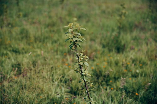 Jeune arbre planté