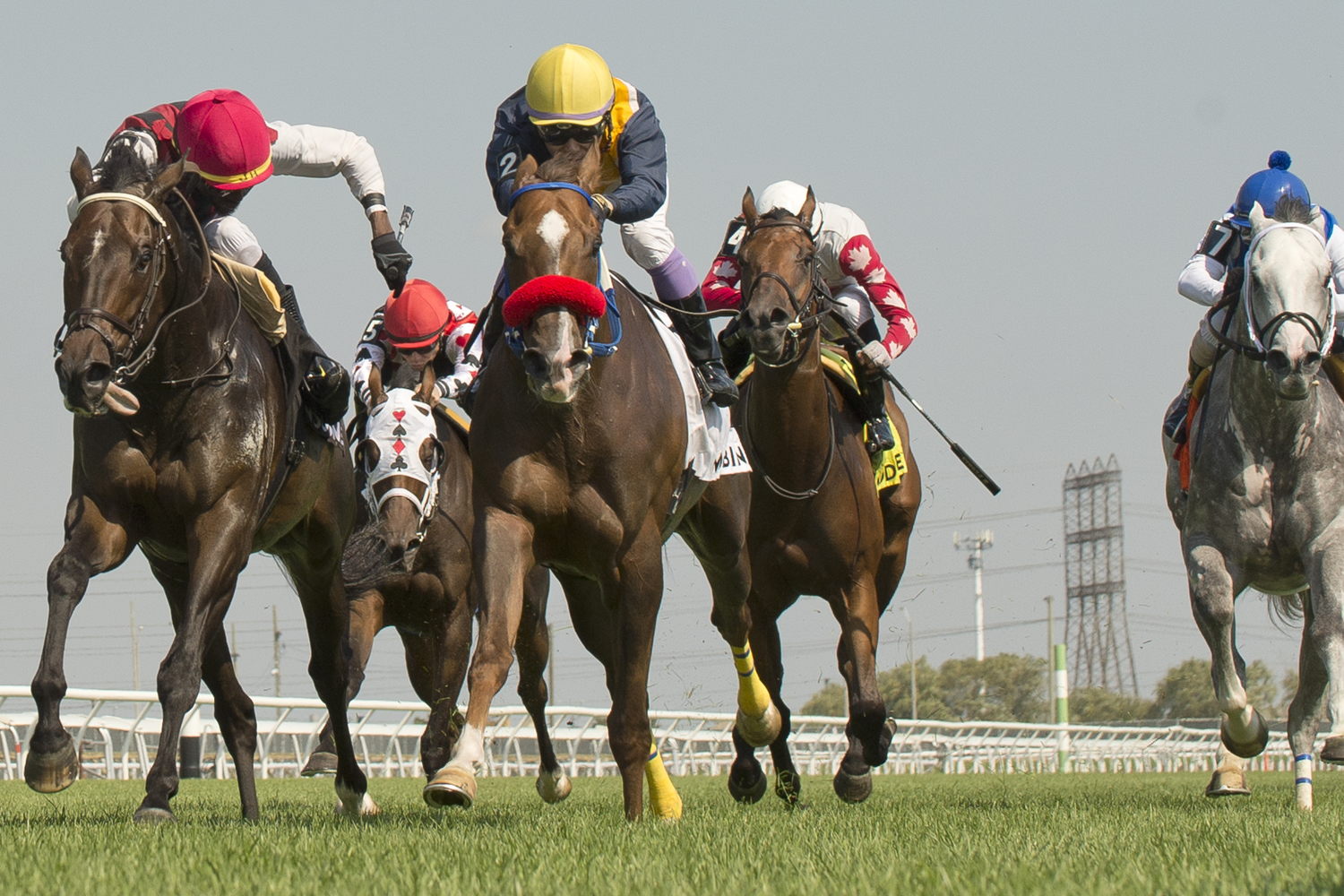 Forester’s Fortune and jockey Daisuke Fukumoto winning the Vice Regent Stakes, Saturday at Woodbine. (Michael Burns Photo)