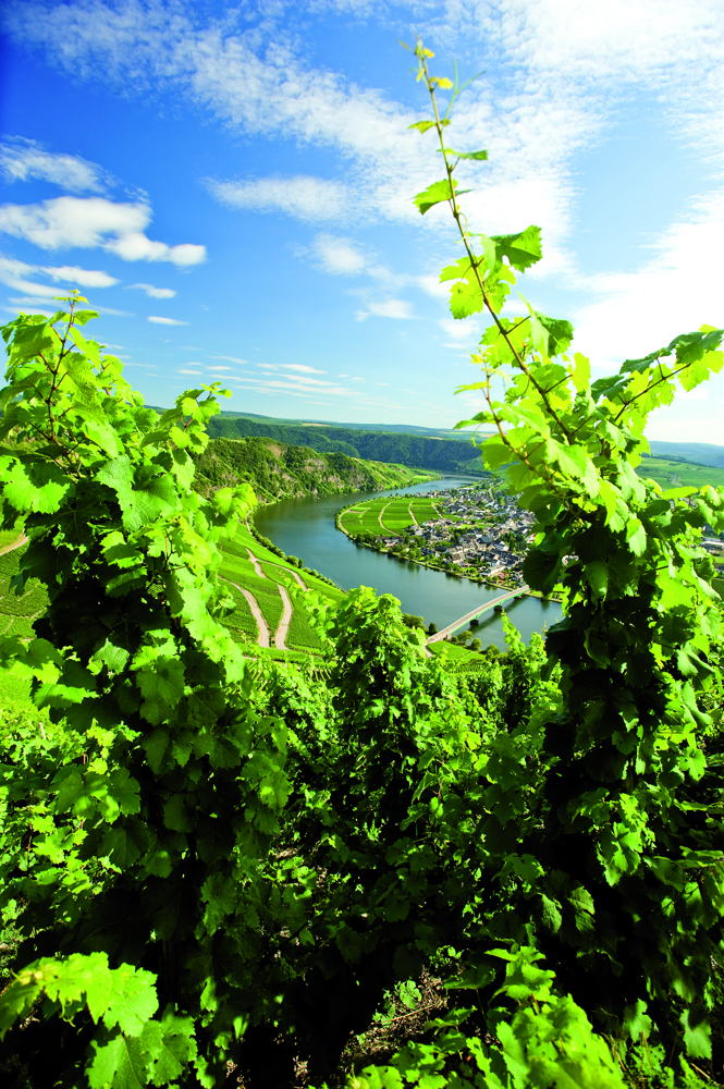 Moselblick vom Weinberg aus