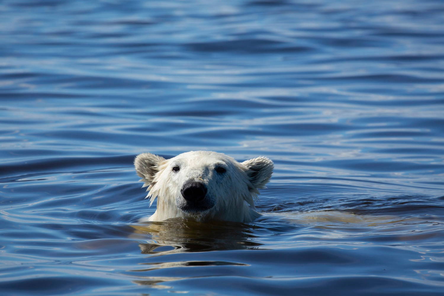 Blue planet II