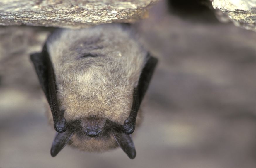 chauves-souris murin à moustaches en hibernation (©Rollin Verlinde)