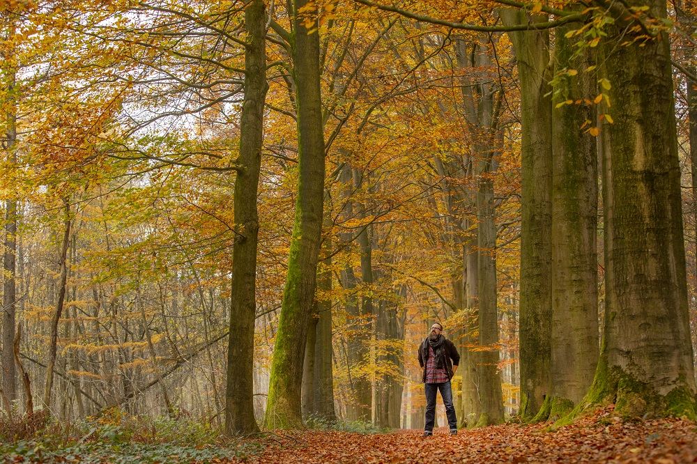 Herfst in de bossen van het Bulskampveld @Jan D'Hondt 2018 Herfst in de bossen van het Bulskampveld @Jan D'Hondt 2018