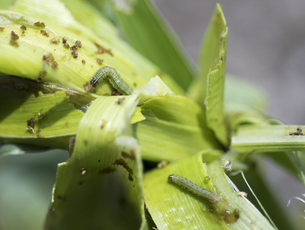 A photo of fall armyworm damage in a crop.