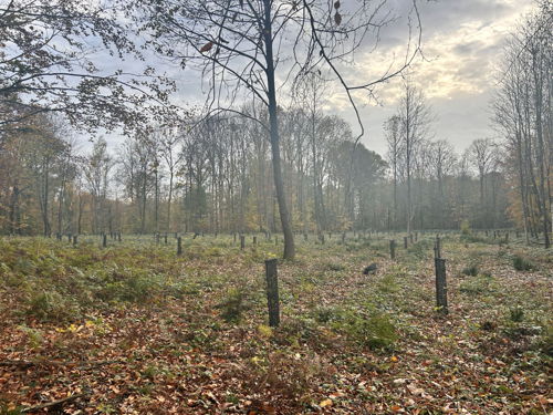 Tree planting Belgium