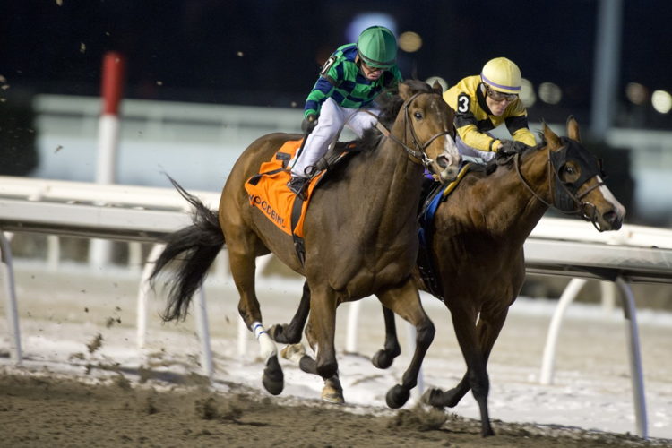 Avoman and jockey Justin Stein winning the Steady Growth Stakes on Sunday at Woodbine (Michael Burns Photo)