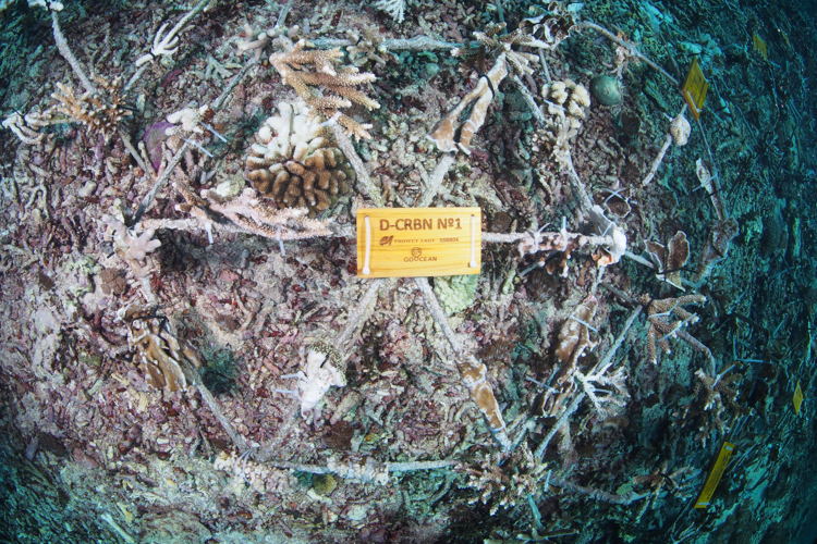 Araignée corail D-CRBN