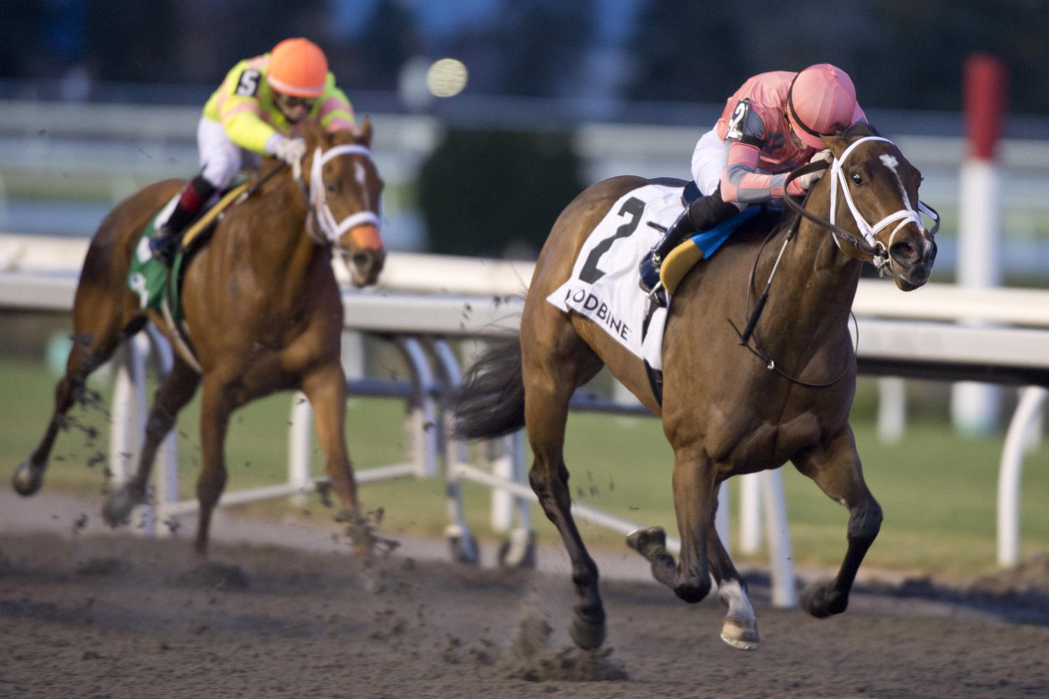 Pop Idol and jockey Sahin Civaci winning the Shady Well Stakes on November 23, 2024 at Woodbine (Michael Burns Photo)