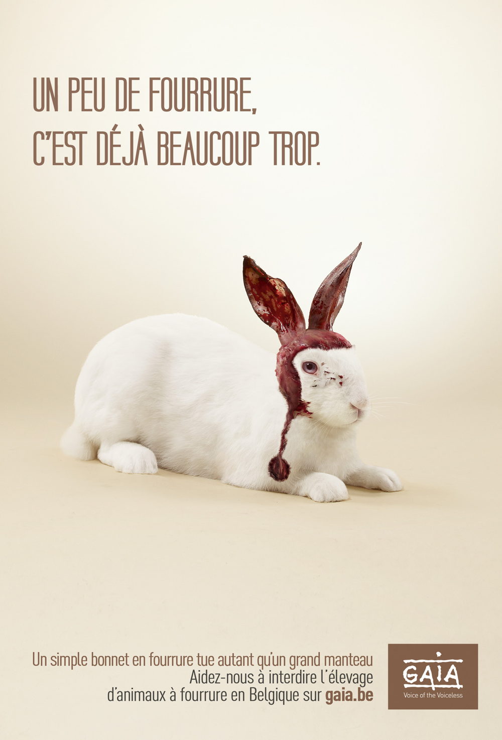 Visuel Lapin