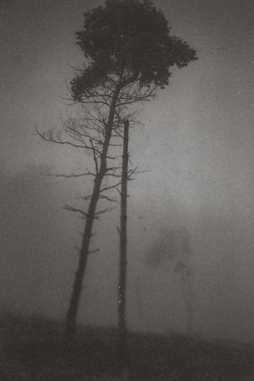Hunger of the Pine III © Kristof Vrancken