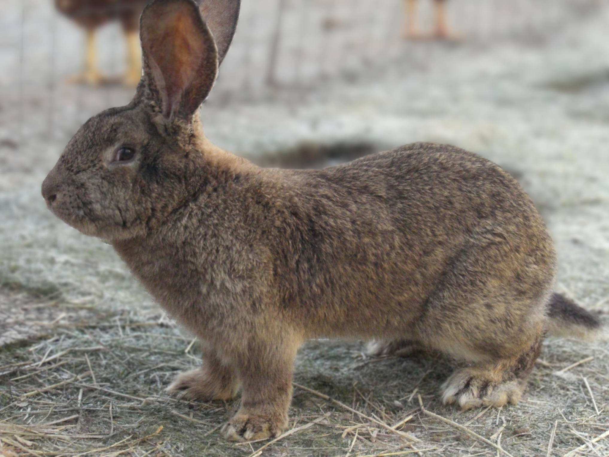 The Flemish Giant: Belgium’s supersized rabbit with a surprising history