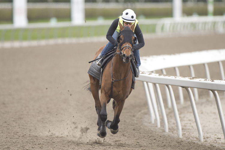 Tunechi prepares for the Woodstock Stakes at Woodbine (Michael Burns Photo)