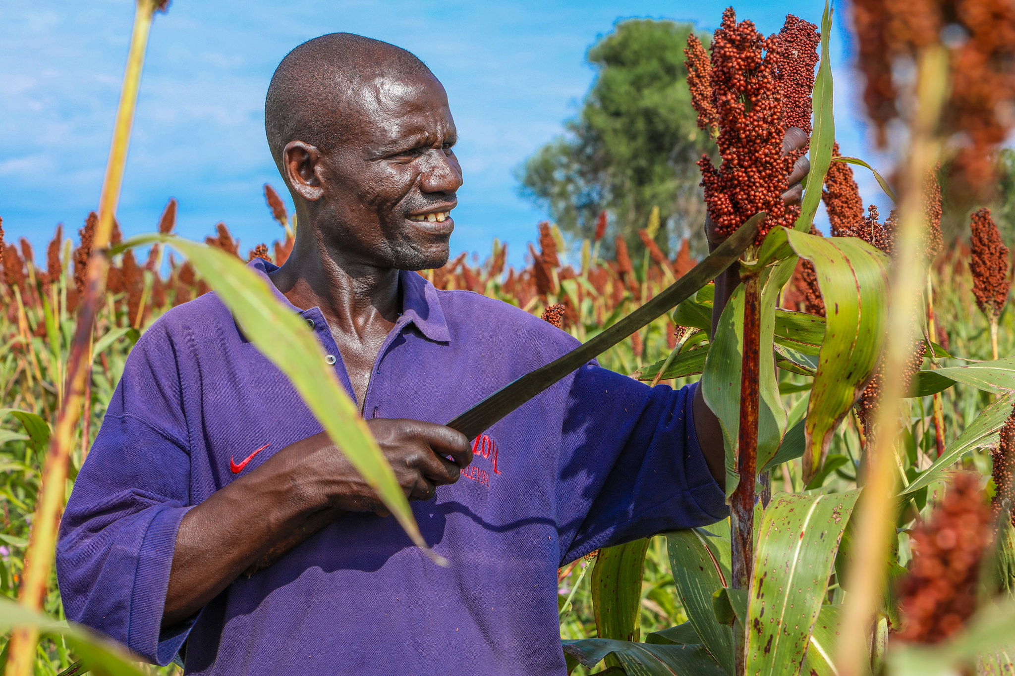 Farmer gears up for pearl millet harvest