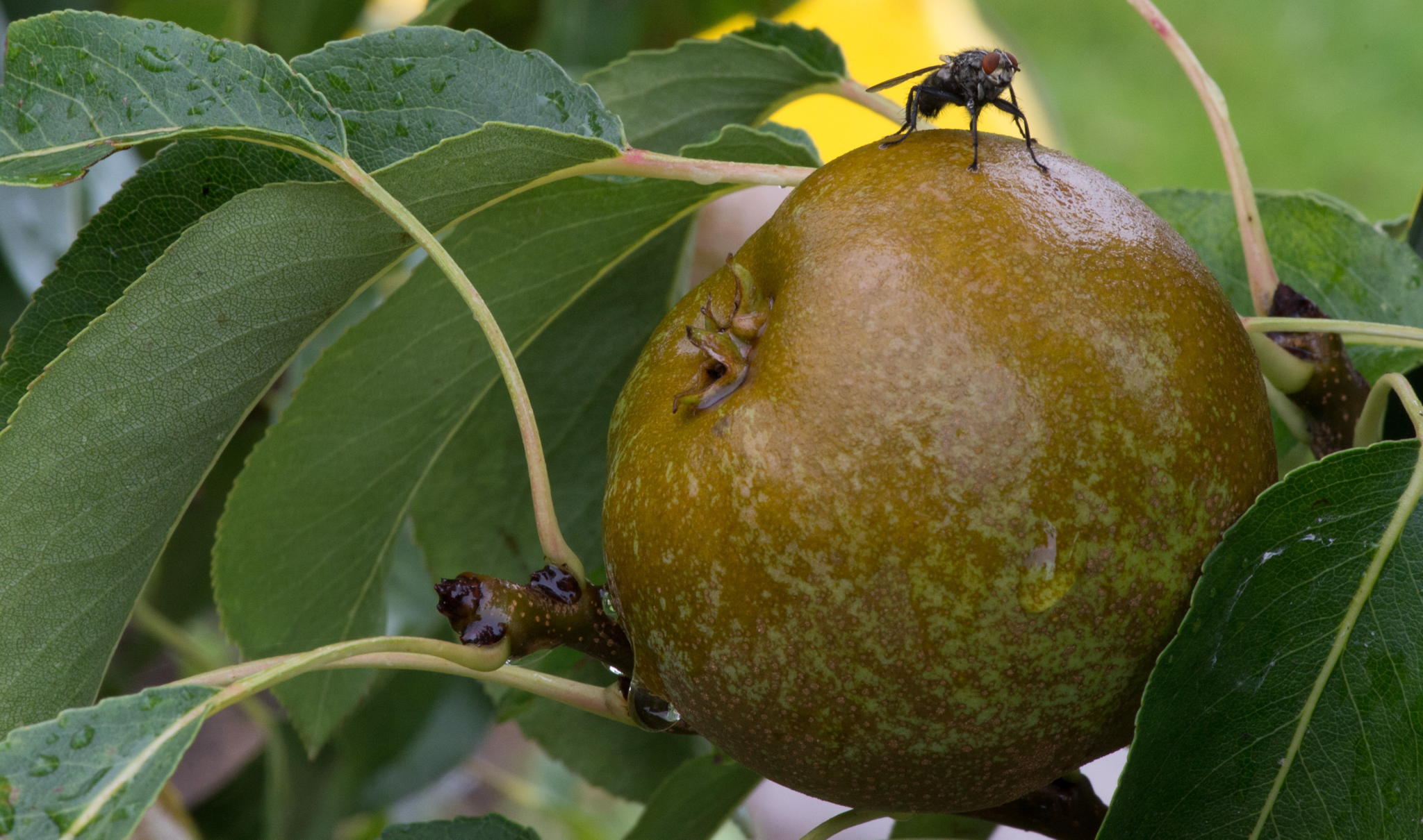 Belgian Economy minister pushes for pear exports to Japan