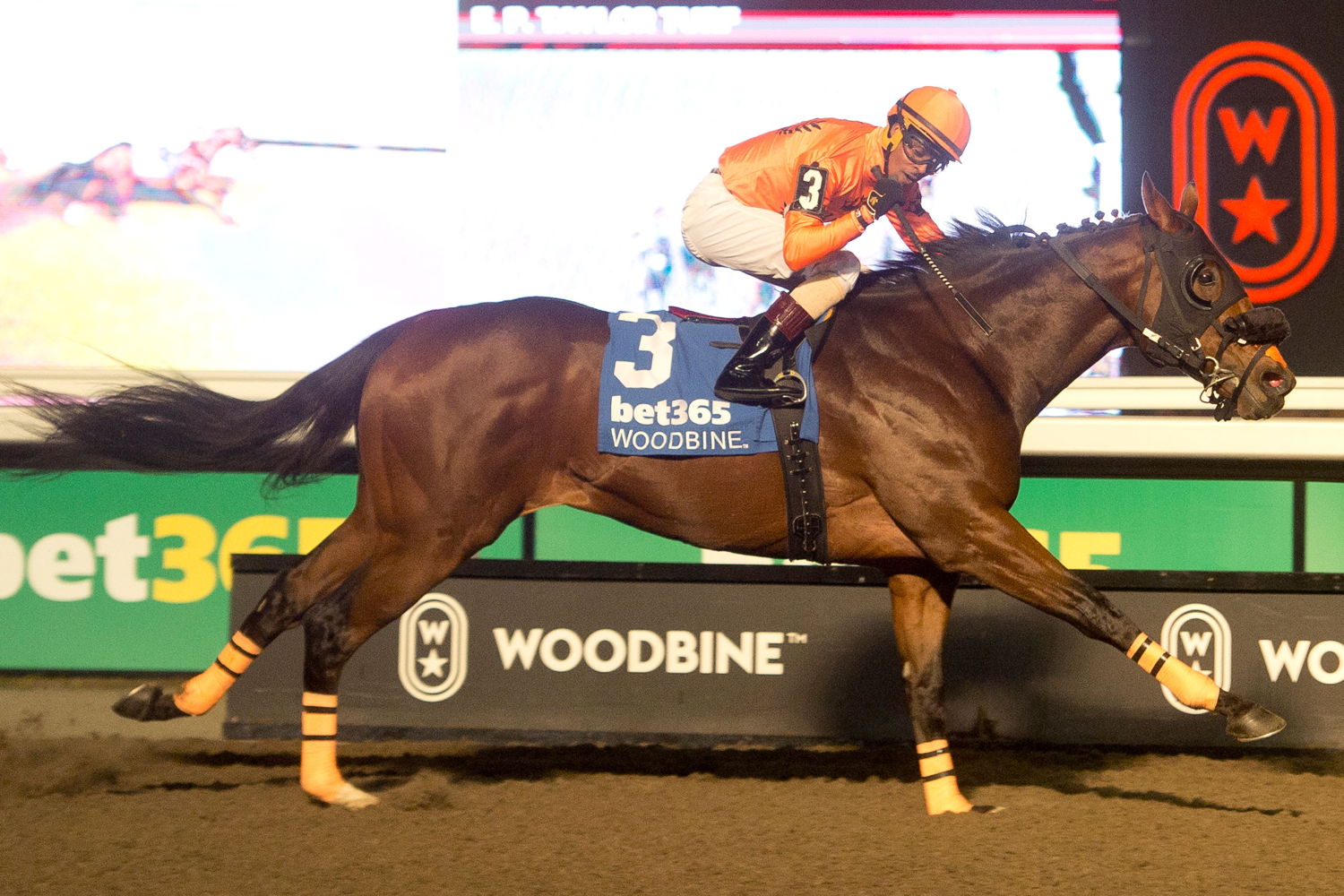 Wicked Django and jockey Keveh Nicholls winning the HPIbet Autumn Stakes (G2) on November 16, 2024 at Woodbine (Michael Burns Photo)