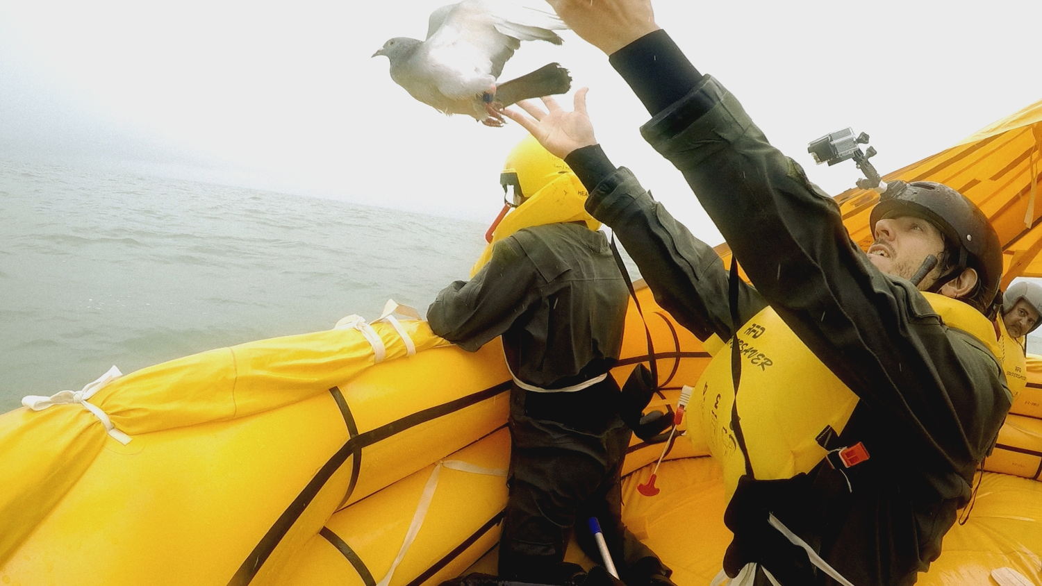 Copy beest- de duif (c) VRT
