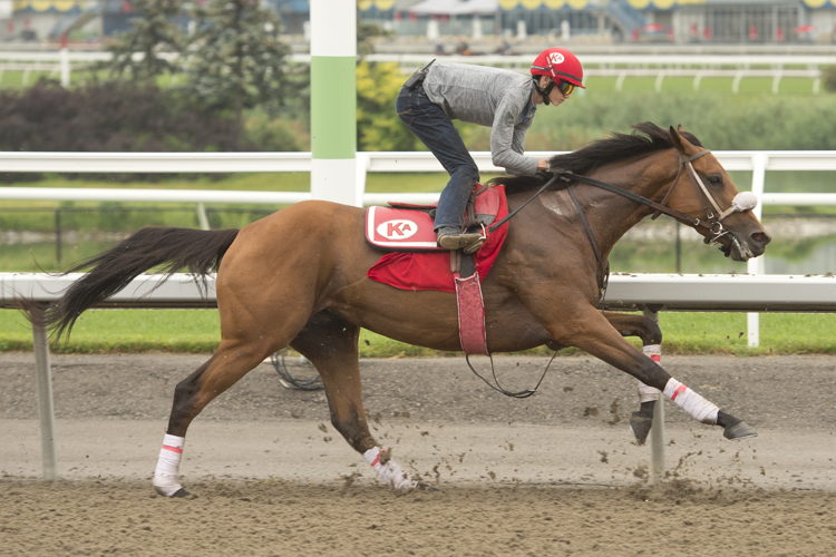 Wickenheiser training at Woodbine (Michael Burns Photo) Wickenheiser training at Woodbine (Michael Burns Photo)