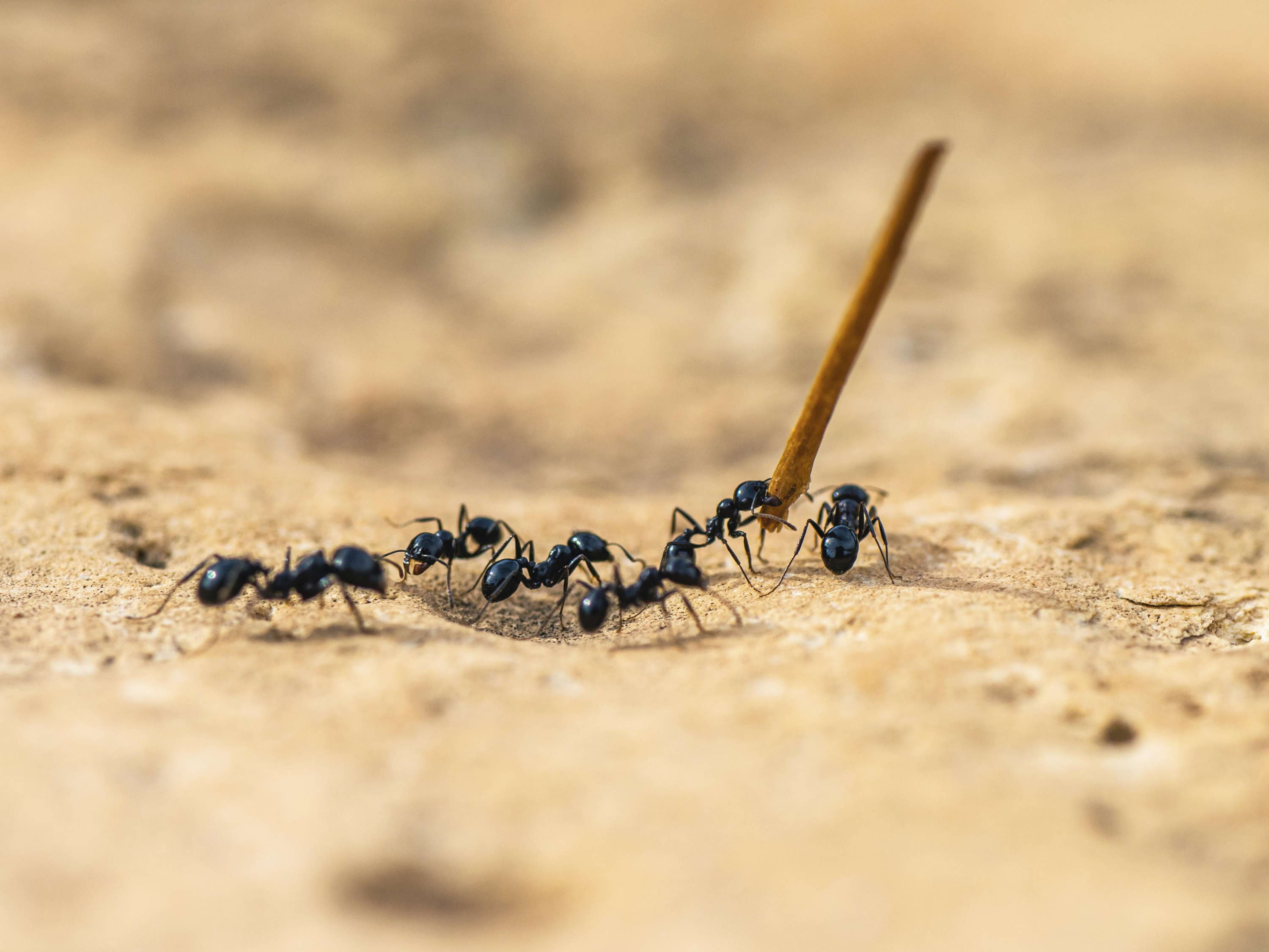 Belgian teenagers fined for attempting to smuggle ants from Kenya
