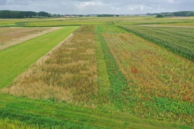Experimenteel bloemenveld in de Isabellepolder, Vlaanderen (c) Korneel Verslyppe