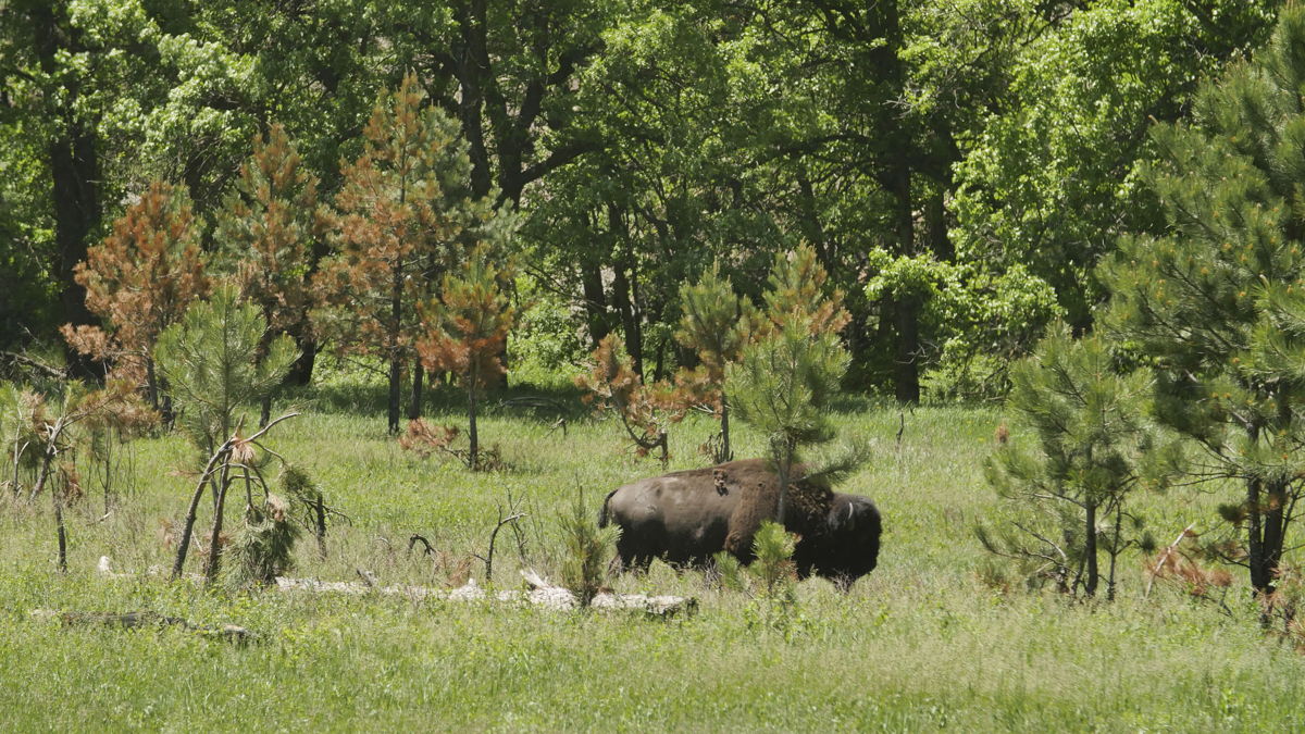 Bisontes en el Custer State Park