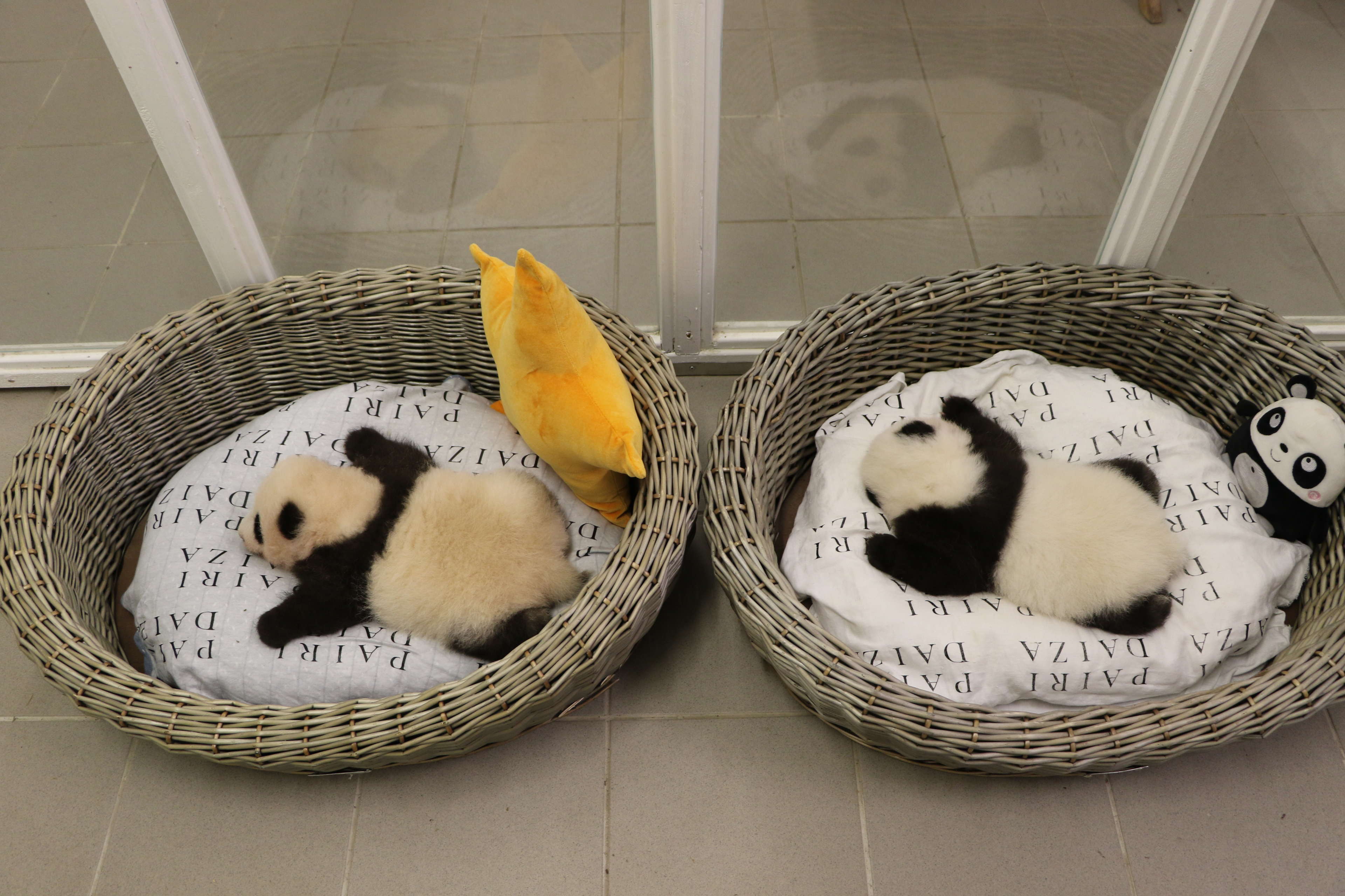 Giant Panda's
