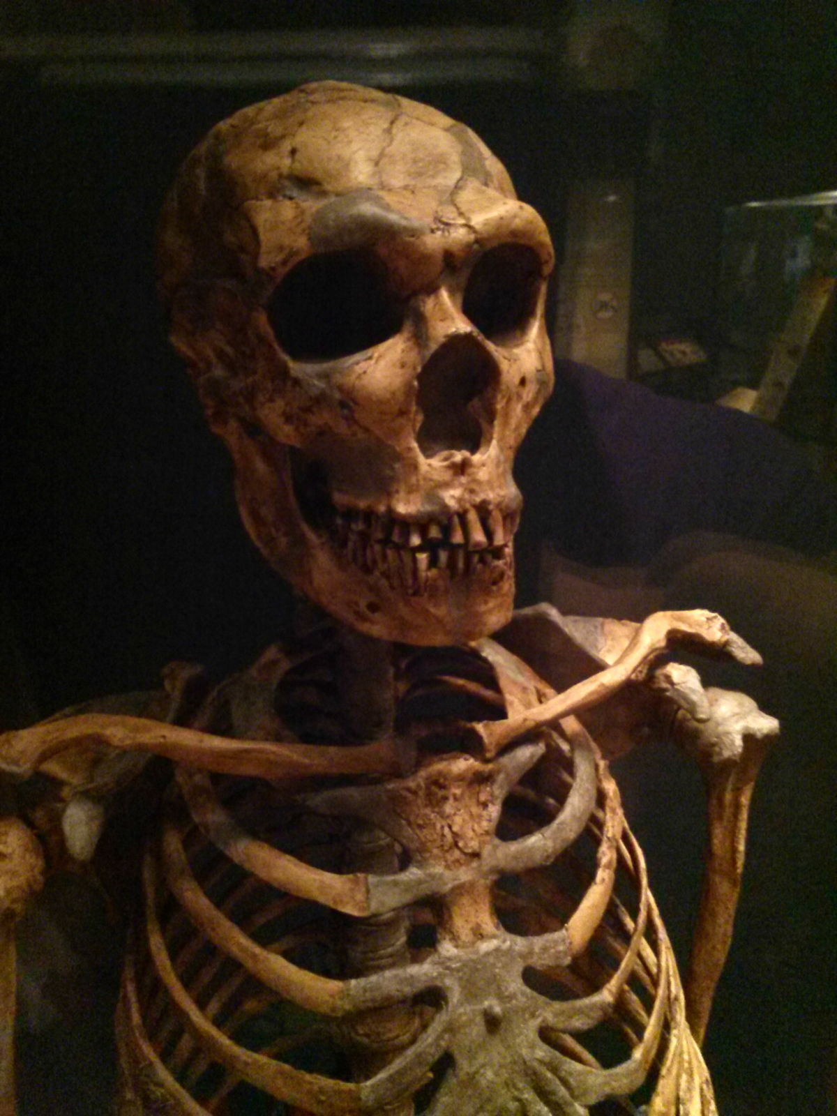 Squelette d'un Néandertalien © Edenpictures