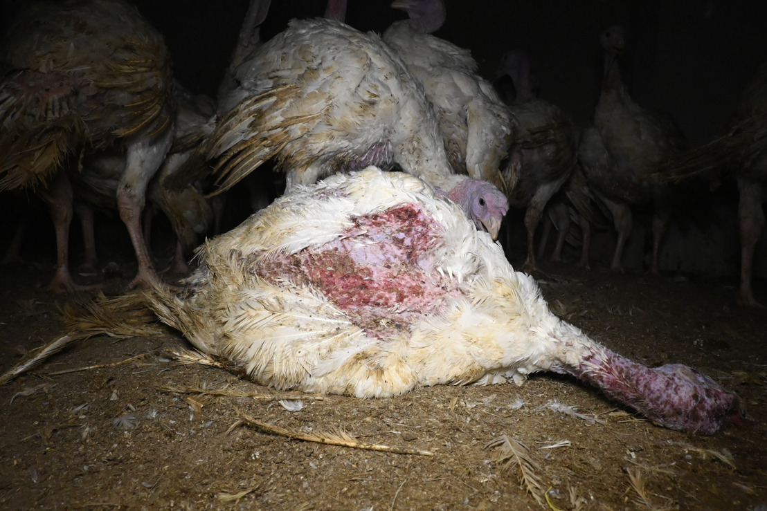 GAIA dient strafklacht in tegen West-Vlaamse kalkoenkwekers wegens grove schendingen dierenwelzijn