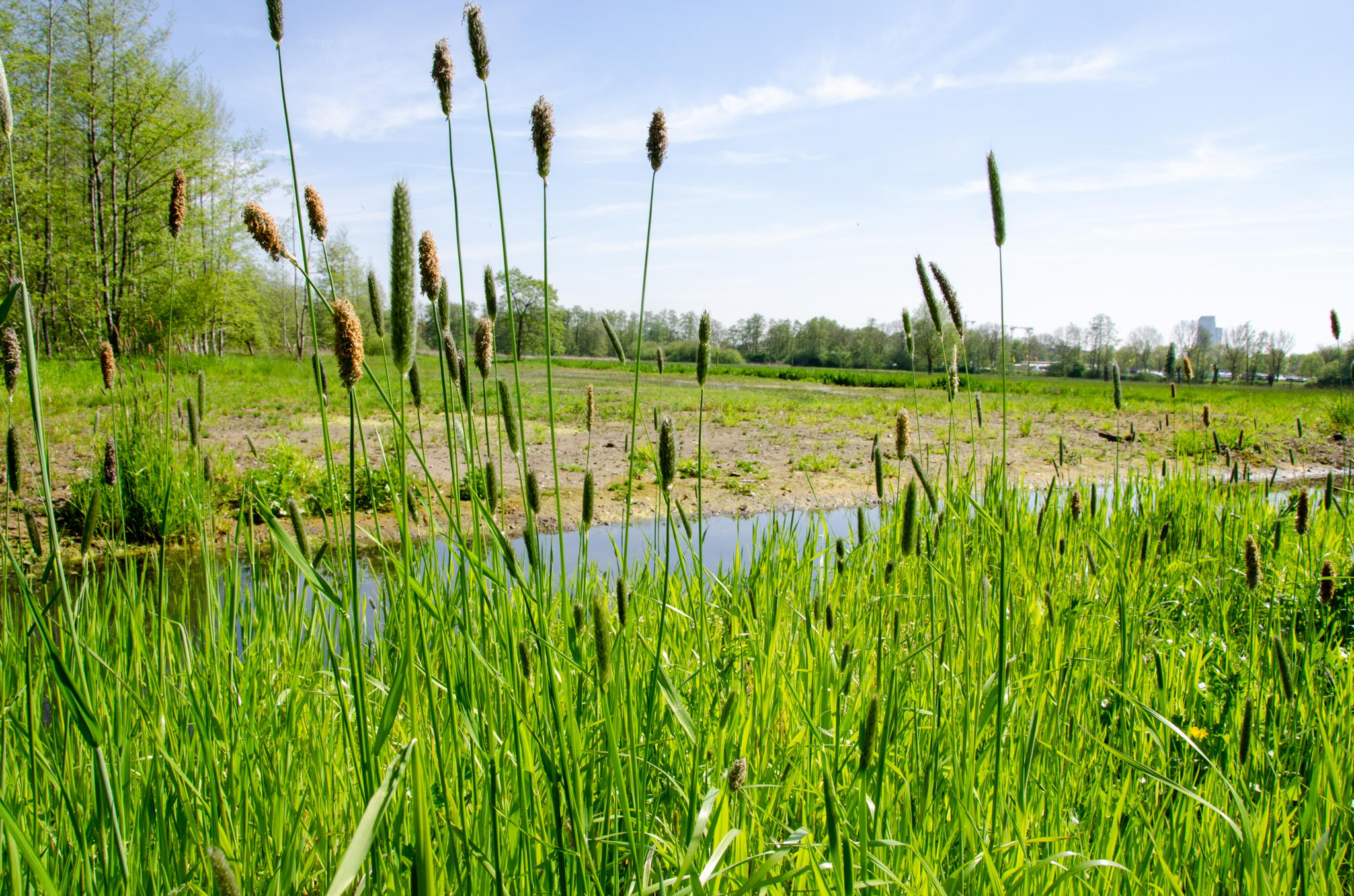 Zicht op het heringerichte natuurgebied met meer ruimte voor water