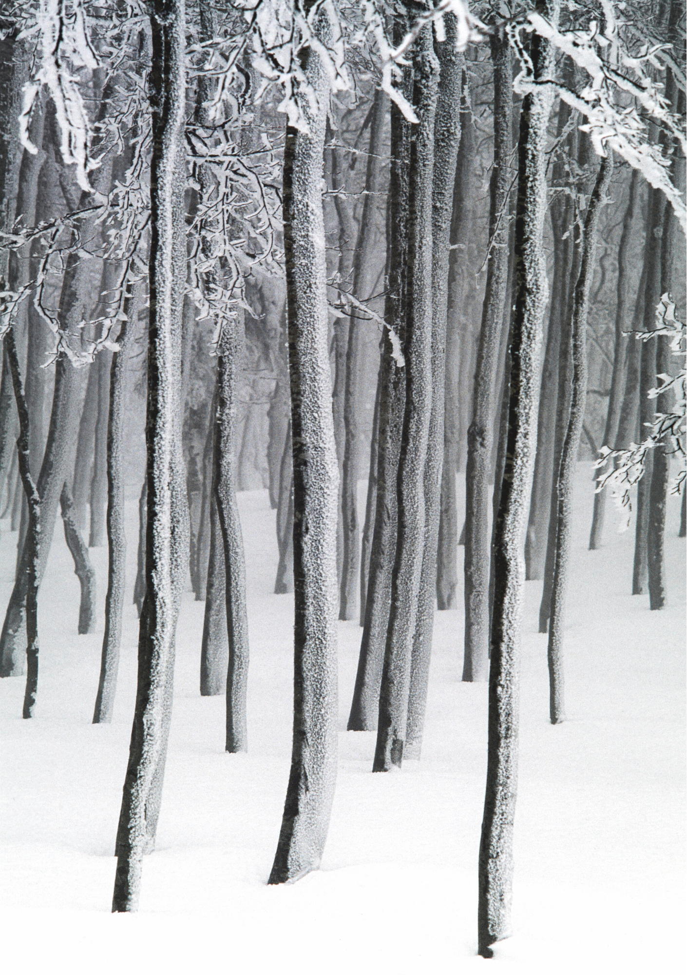 With best wishes from akg-images