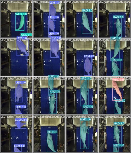 vissen cameratechnologie