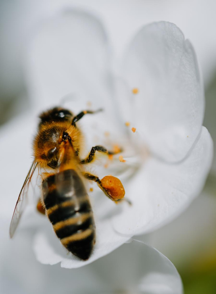 Week van de bij: zo geeft de Vlaamse landbouwsector onze bijen een duwtje in de rug