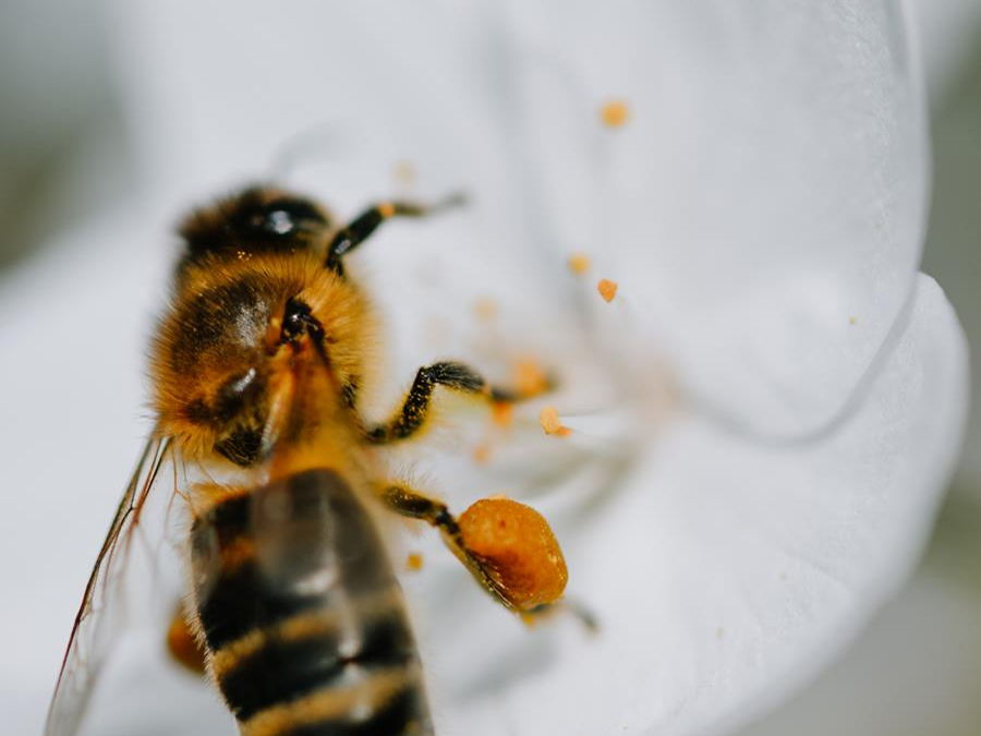 Week van de bij: zo geeft de Vlaamse landbouwsector onze bijen een duwtje in de rug
