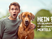 Les limaces peuvent transmettre une maladie mortelle aux chiens