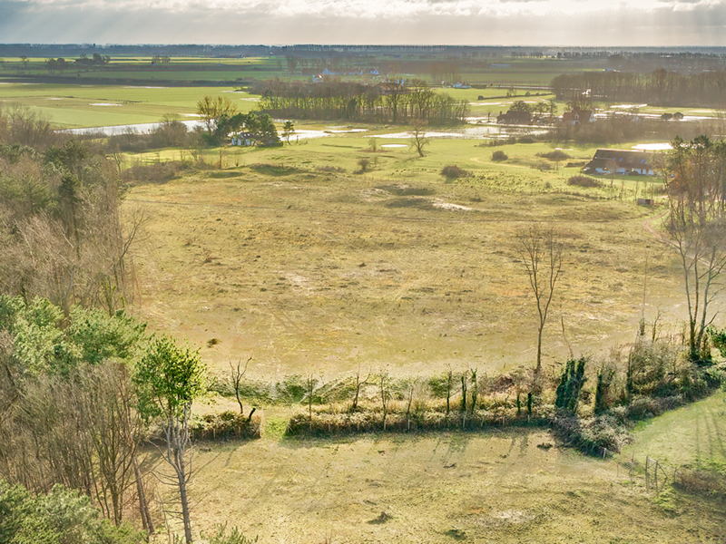 Natuurherstel in de Korteduinen zorgt voor waardevolle duingraslanden