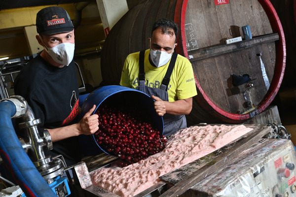 Preview: Hoogdag voor brouwerij Belle-Vue: Belgische krieken komen aan in Sint-Pieters-Leeuw