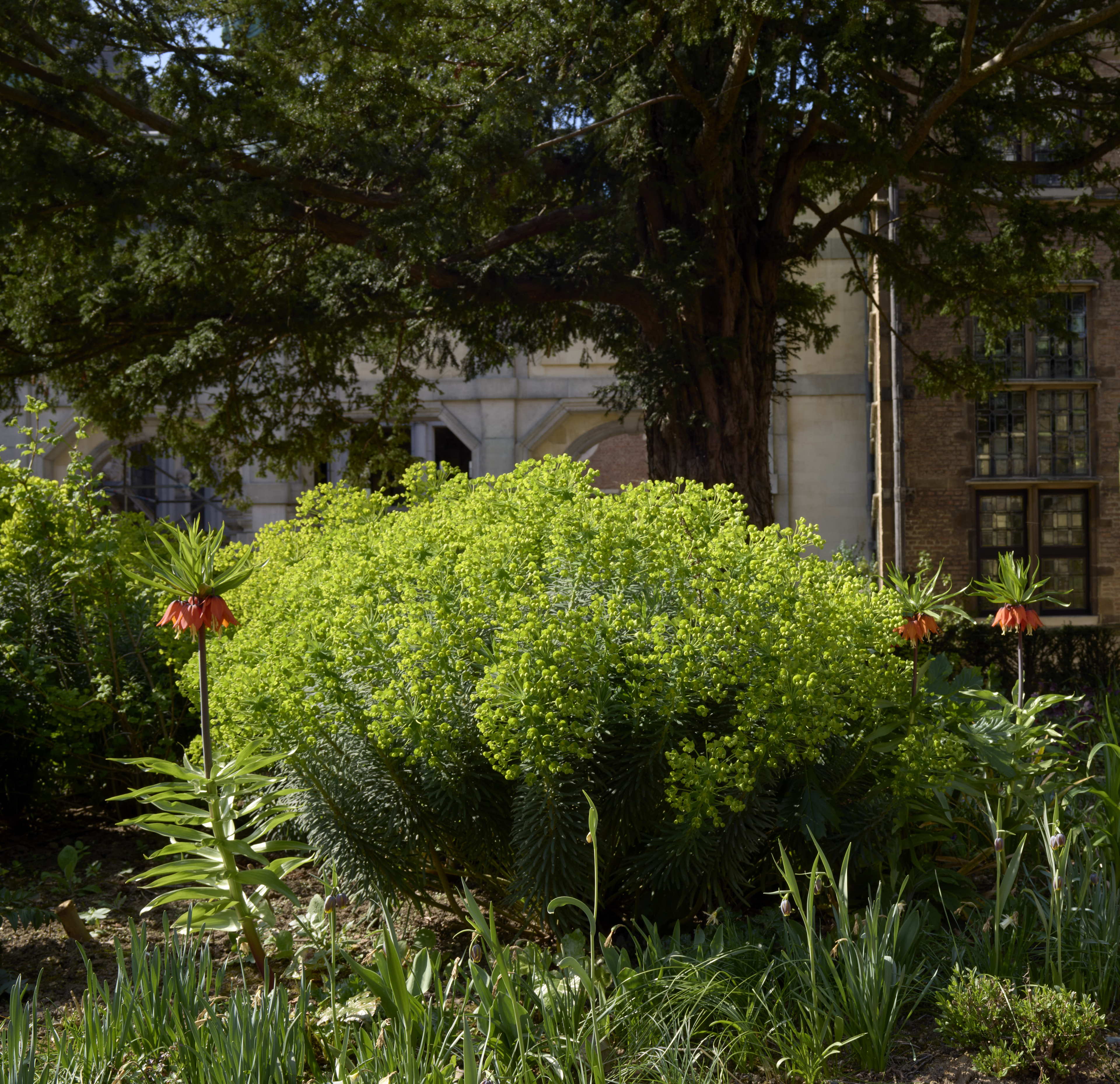 Lente in Rubens' tuin