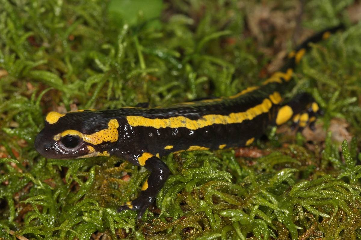 Vuursalamander