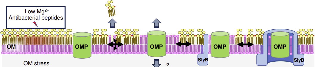 Schematische voorstelling van de vorming van SlyB nanodiscs in het buitenmebraan. SlyB vormt een ‘reddingsboei’ rondom de verzwakte fosfolipide zones (roze) en de eiwitten (groen) die zich daar bevinden, waardoor de membraan beschermd wordt tegen scheurtjes.