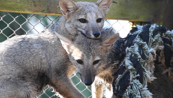 Dos zorros grises pampeanos vuelven a su hábitat: los habían rescatado de una trampera