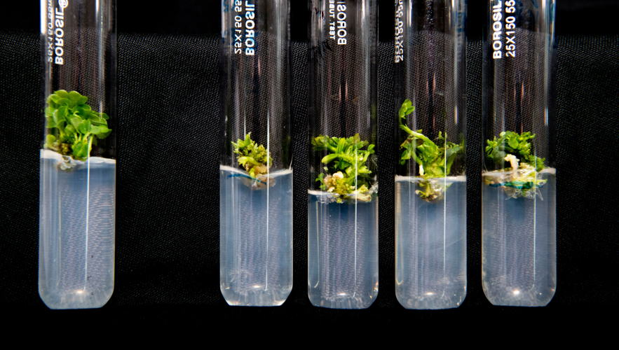 Seed germination in genome sequencing lab