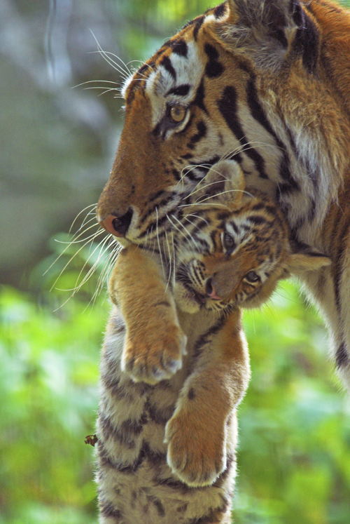© naturepl.com / Edwin Giesbers / WWF-Canon