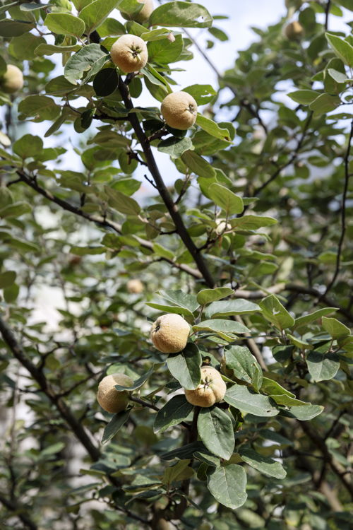 Tuin Rubenshuis, detail kweepeer, foto Ans Brys