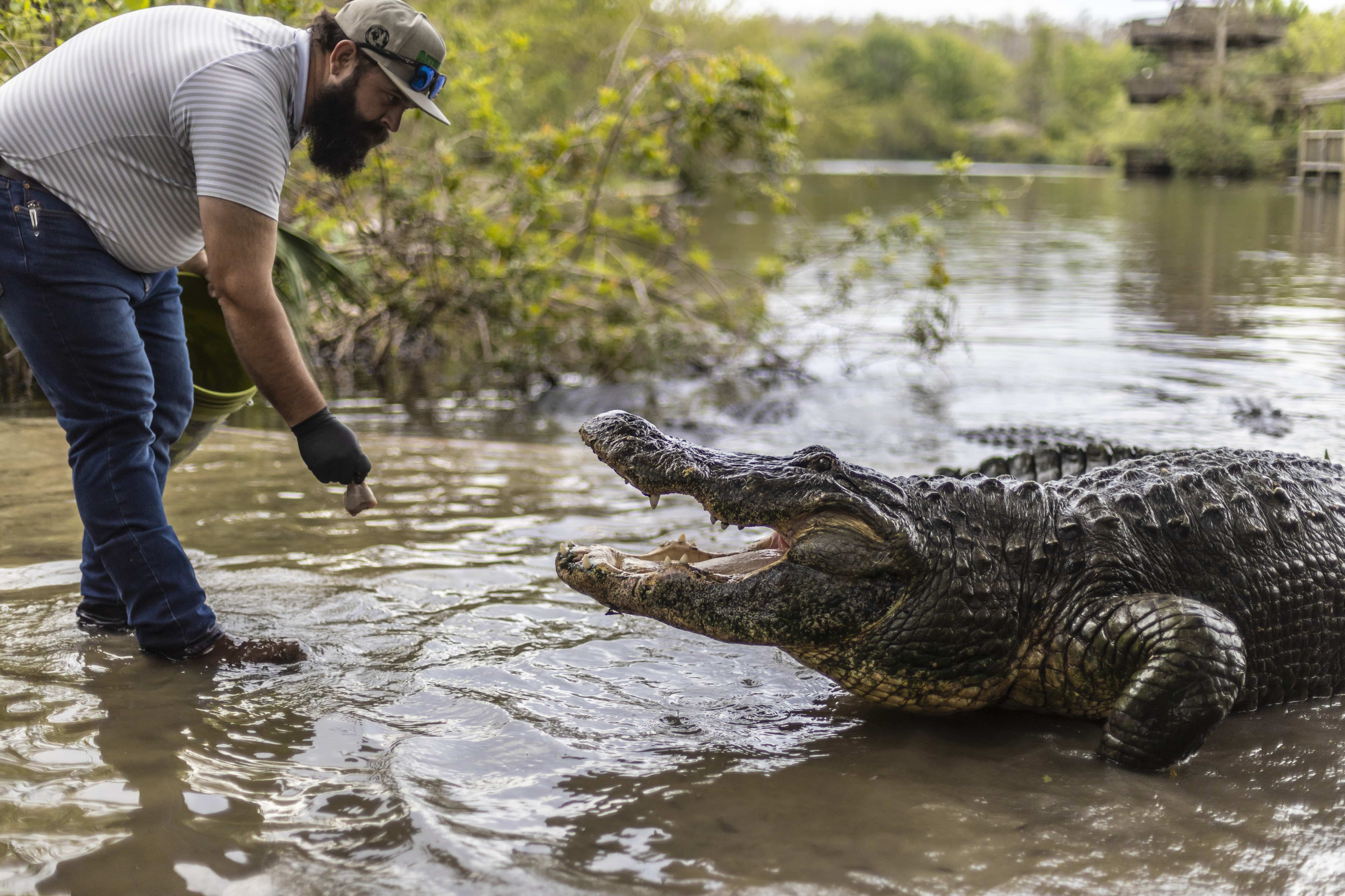 El Corazón 💚 de Florida