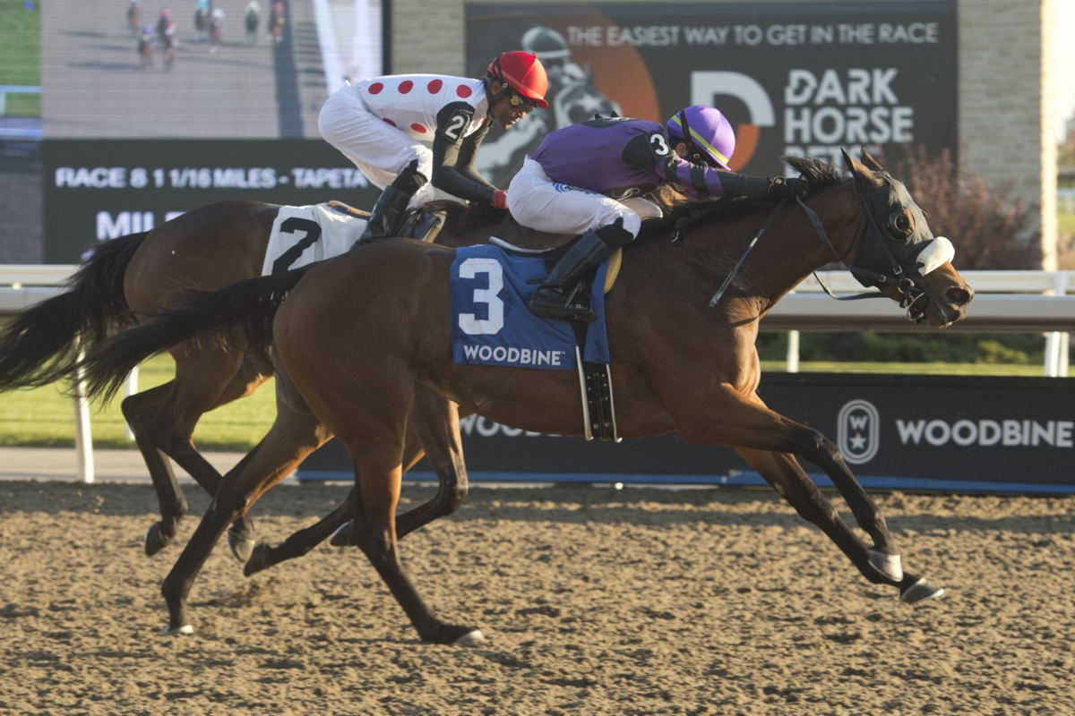 Kate’s Kingdom and jockey Antonio Gallardo winning the Ontario Matron Stakes on Saturday at Woodbine. (Michael Burns Photo)