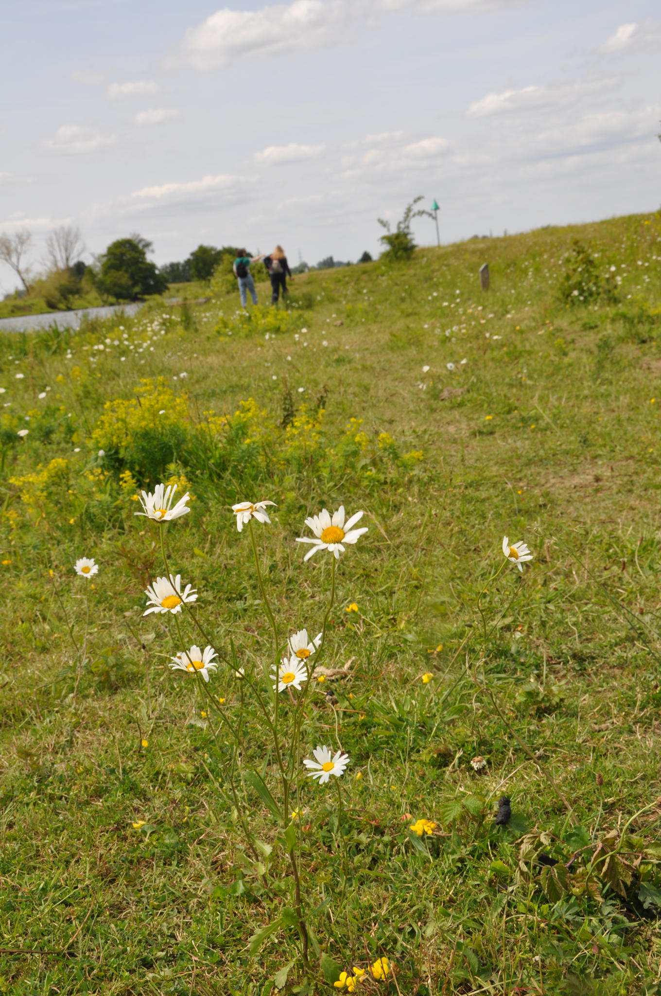 Lien en Annick struinen door het verwilderde landschap.