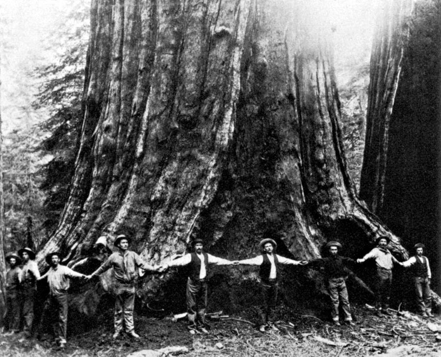 Lumberjacks link hands across the base of the General Noble tree before felling it. With a ground perimeter of 95 feet (measured on a slope), it was the largest tree ever cut down, and about 3,000 years old at the time. The General Noble Tree was cut down in 1892 to create an exhibit for the 1893 World's Columbian Exposition held in Chicago. The General Noble Tree was a Giant Sequoia tree from the Giant Sequoia National Monument of the Sierra Nevada, in Fresno County, California. The remains of the General Noble Tree are known as the Chicago Stump, which can be seen in the Converse Basin Grove. No photographer credited. AKG5465237 ©akg-images / Science Source Lumberjacks link hands across the base of the General Noble tree before felling it. With a ground perimeter of 95 feet (measured on a slope), it was the largest tree ever cut down, and about 3,000 years old at the time. The General Noble Tree was cut down in 1892 to create an exhibit for the 1893 World's Columbian Exposition held in Chicago. The General Noble Tree was a Giant Sequoia tree from the Giant Sequoia National Monument of the Sierra Nevada, in Fresno County, California. The remains of the General Noble Tree are known as the Chicago Stump, which can be seen in the Converse Basin Grove. No photographer credited. AKG5465237 ©akg-images / Science Source