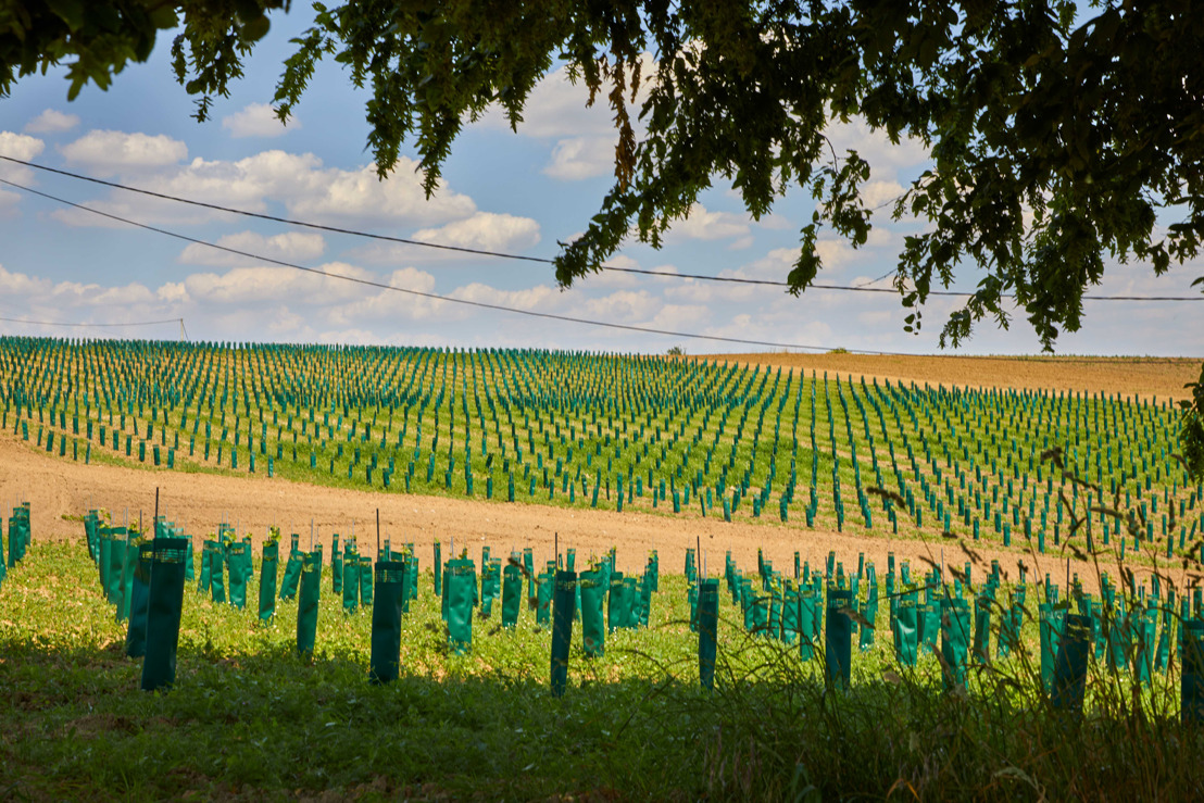 Colruyt Group se lance dans la production de vin biologique belge