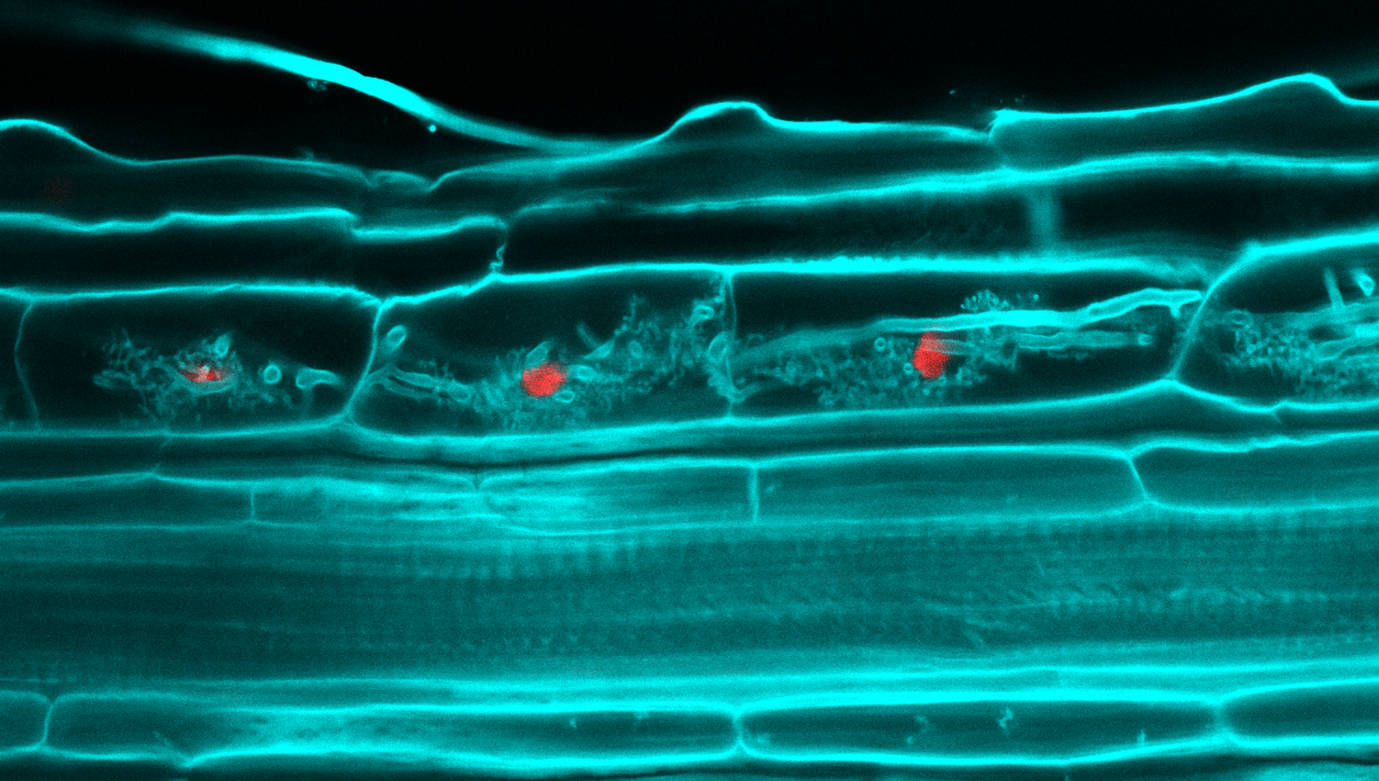 Confocal image showing the specific activation of symbiotic regulators (red) during distinctive stages of arbuscule development. (@Naomi Stuer) Confocal image showing the specific activation of symbiotic regulators (red) during distinctive stages of arbuscule development. (@Naomi Stuer)