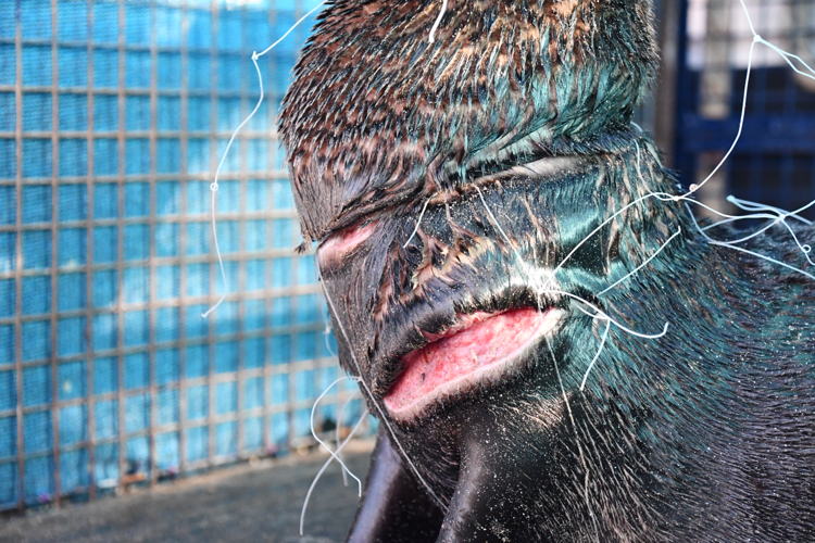 Lobo marino de Dos Pelos Sudamericano - Heridas de red de nylon alrededor del cuello y axilas