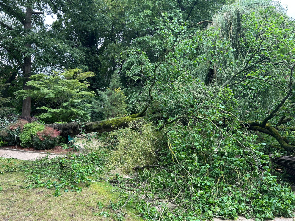 Leuven maakt boomwade van omgevallen olm in Kruidtuin 