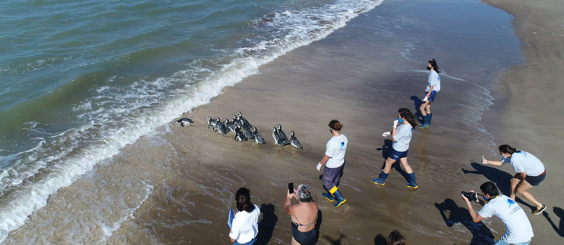 Gracias al esfuerzo de una comunidad, 12 pingüinos regresaron al mar